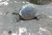 Schildkröte Moyenne