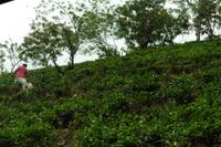 Teeplantage