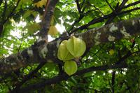 Sternfrucht Botanischer Garten