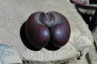 Coco de Mer