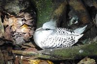 Vogelinsel Cousin