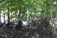 Mangroven Insel Curieuse