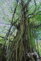 älteste Baum auf Aride