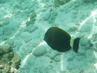 schnorcheln am Hausriff