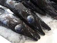 Madeira, Funchal, Markthalle, Degenfisch Espada