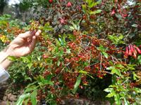 Madeira, Funchal, Botanischer Garten, Mickimauspflanze