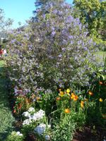 Madeira, Funchal, Palheiro Garden, Kalifornischer Zwergfliederbaum