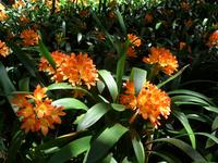 Madeira, Funchal, Tropischer Garten, Klivie