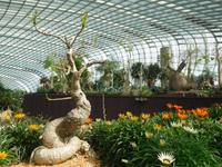 Im Dome von Gardens by the Bay Singapur