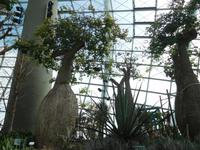 Gardens by the Bay Singapur