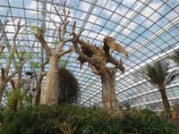 Drache in den Gardens by the Bay Singapur