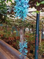 Madeira, Funchal, Quinta da Boa Vista, Jade Wine