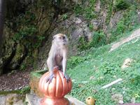 Affen bei den Batu Höhlen Malaysia