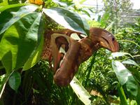 riesiger Schmetterling