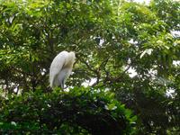 im Vogelpark Kuala Lumpur
