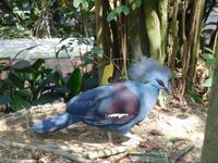 im Vogelpark Kuala Lumpur