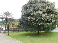 in Kandy - Sri Lanka