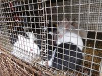 Osterhäschen im Crawford Market Mumbai