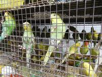 Sittiche im Crawford Market Mumbai