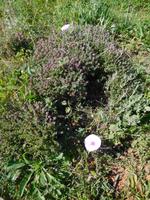 195 Wanderung Richtung Praia da Luz