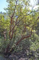 Pentadaktilos-Gebirge