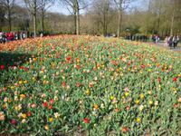 Keukenhof