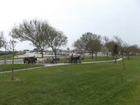 Typisch für die Ile de Re: Esel