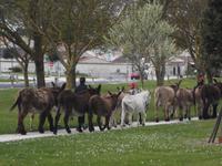 Typisch für die Ile de Re: Esel