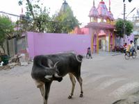 Heilige Kuh in Delhi