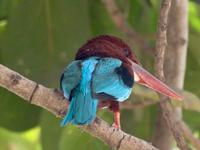 Eisvogel in Delhi