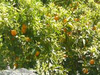 Orangenbäume im April in Pontone