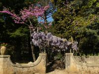 Ravello Villa Cimbrone 4