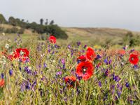 Wanderung auf den Hochweiden von El Hierro