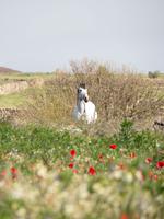 Wanderung auf den Hochweiden von El Hierro