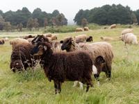 Wanderung auf den Hochweiden von El Hierro