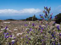El Hierro Flora