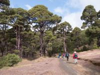 Wanderung durch Kiefernwald