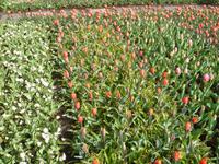 Tulpen auf dem Keukenhof bei Lisse