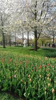 Alles blüht auf dem Keukenhof in Lisse