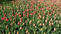 Viele Tulpen auf dem Keukenhof bei Lisse
