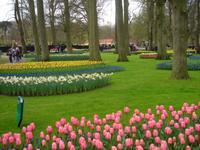 Schön gestaltete Flächen auf dem Keukenhof bei Lisse