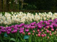 Keukenhof