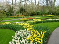 Keukenhof