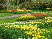 Keukenhof