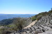 Weinfelder am Vouni-Weg