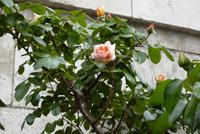 Entdeckungen am Montmartre