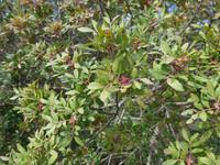 Italien, Santa Maria di Castelabate, Erdbeerbaum