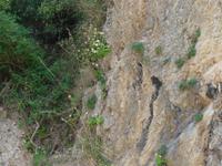 Italien, Porto degli Infreschi, Palinuro- Primel