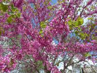 Italien, Remolino, Judasbaum