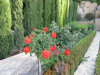 Granada (9)